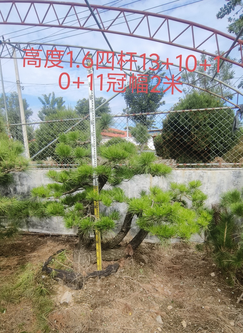 景观松基地，大型古松，大规格松树，正在销售中