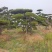 景观松基地，大型古松，大规格松树，正在销售中