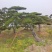 景观松基地，大型古松，大规格松树，正在销售中