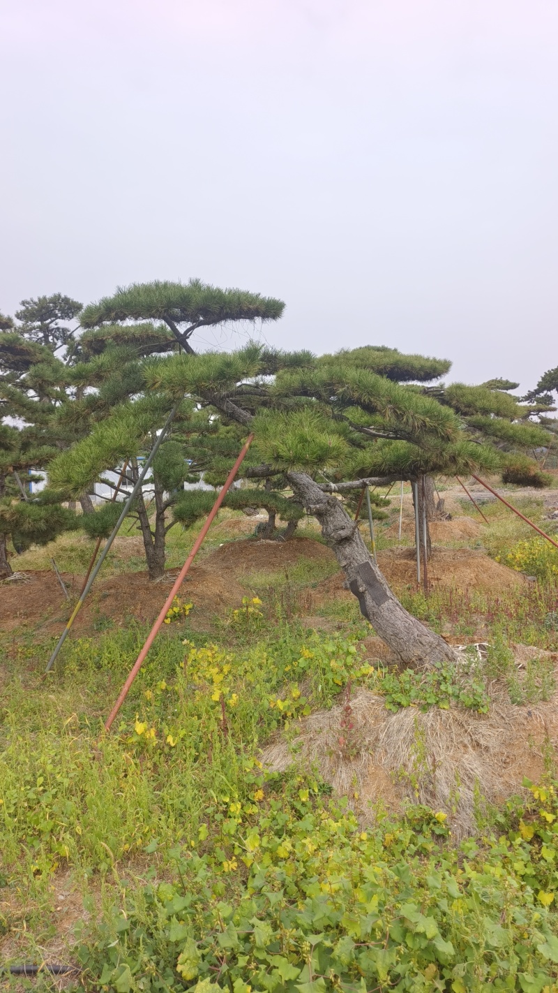 景观松基地，大型古松，大规格松树，正在销售中