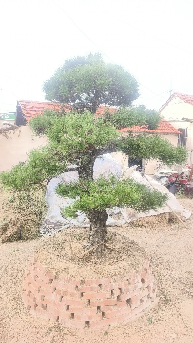 景观松基地，大型古松，大规格松树，正在销售中