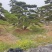 景观松基地，大型古松，大规格松树，正在销售中