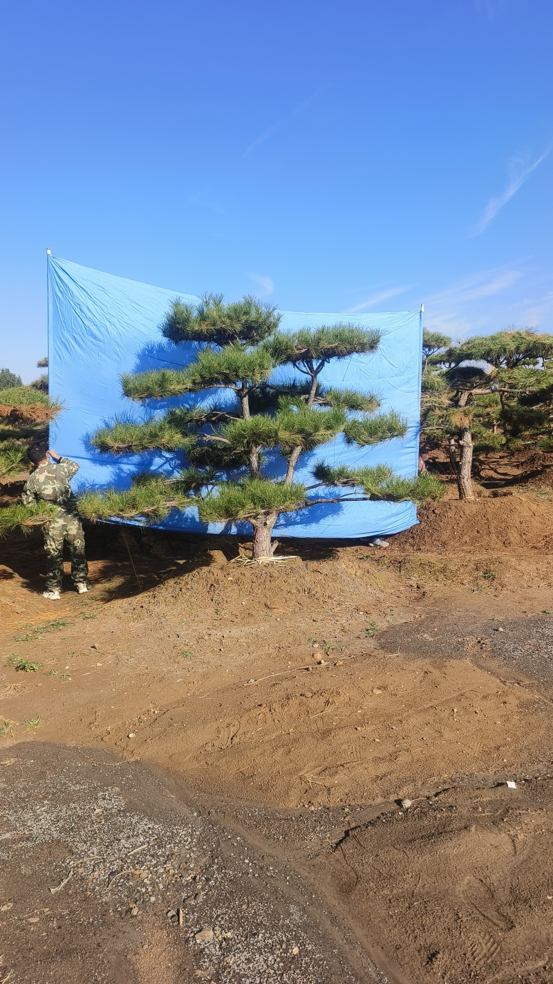 景观松基地，大型古松，大规格松树，正在销售中