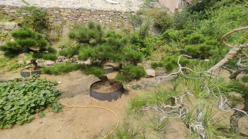 景观松基地，大型古松，大规格松树，正在销售中