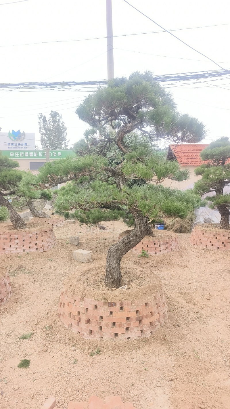 景观松基地，大型古松，大规格松树，正在销售中