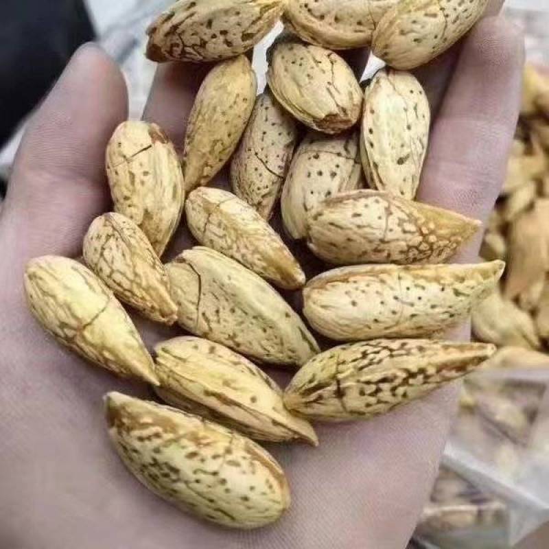 刀果，巴旦木刀果，电商**，全国发货质量三包！价格低。