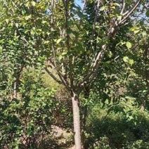 樱花，