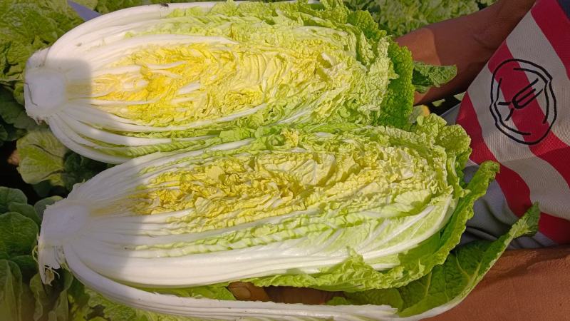 济宁梁山小安山白菜大量供应，价格低廉，质量保证，信誉第一