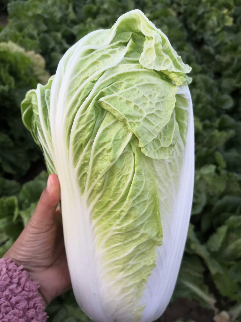 济宁梁山小安山白菜大量供应，价格低廉，质量保证，信誉第一