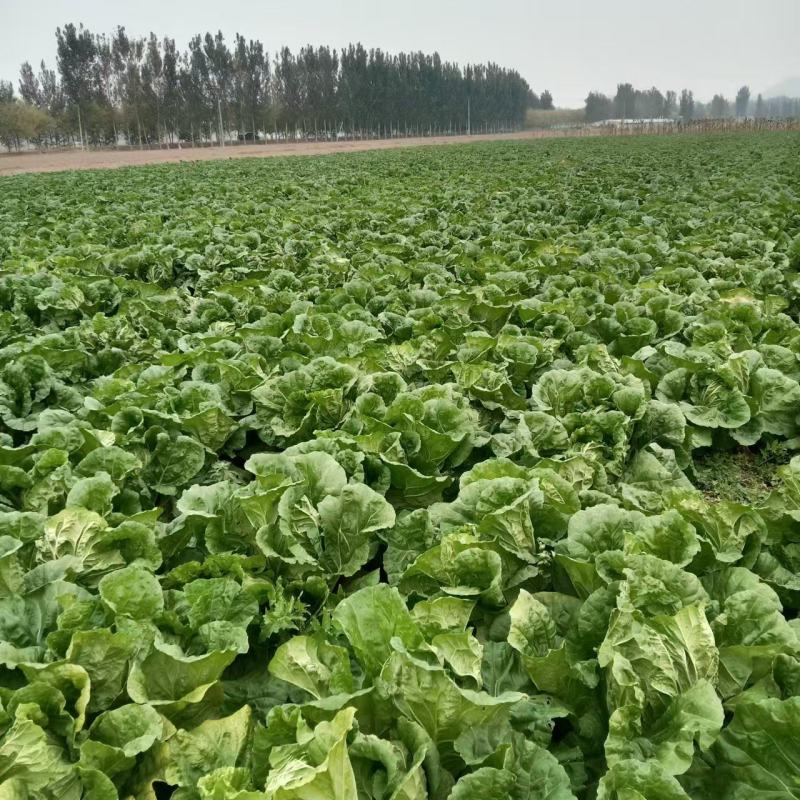 济宁梁山小安山白菜大量供应，价格低廉，质量保证，信誉第一