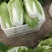 济宁梁山小安山白菜大量供应，价格低廉，质量保证，信誉第一