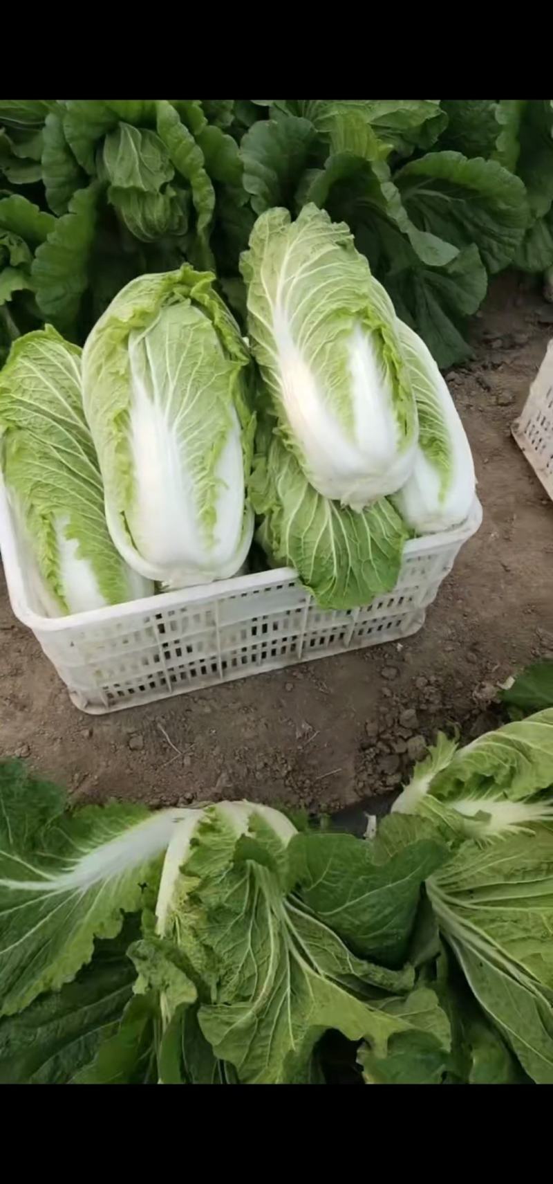 济宁梁山小安山白菜大量供应，价格低廉，质量保证，信誉第一