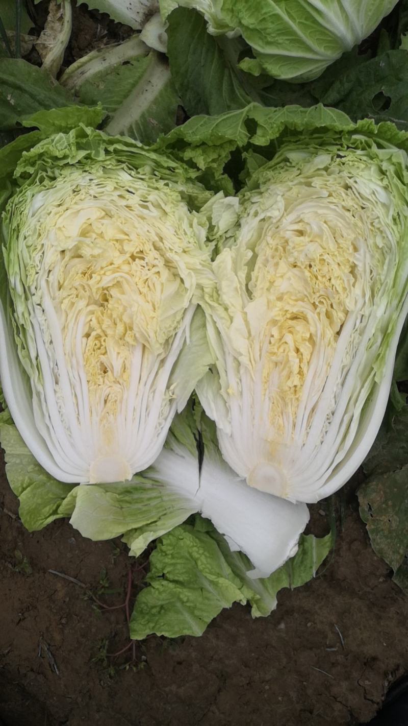 济宁梁山小安山白菜大量供应，价格低廉，质量保证，信誉第一