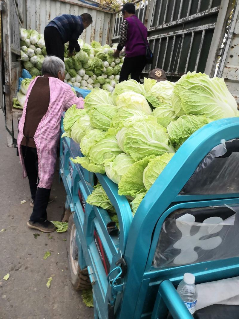 济宁梁山小安山白菜大量供应，价格低廉，质量保证，信誉第一