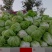 济宁梁山小安山白菜大量供应，价格低廉，质量保证，信誉第一