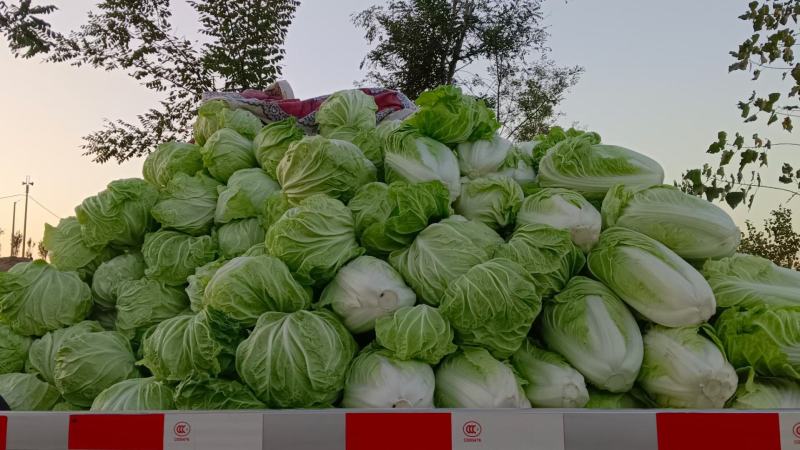 济宁梁山小安山白菜大量供应，价格低廉，质量保证，信誉第一
