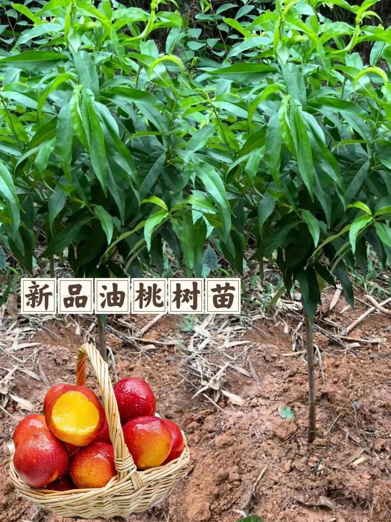 2公分5公分7公分桃树苗油桃树油蟠桃苗水蜜桃大桃树