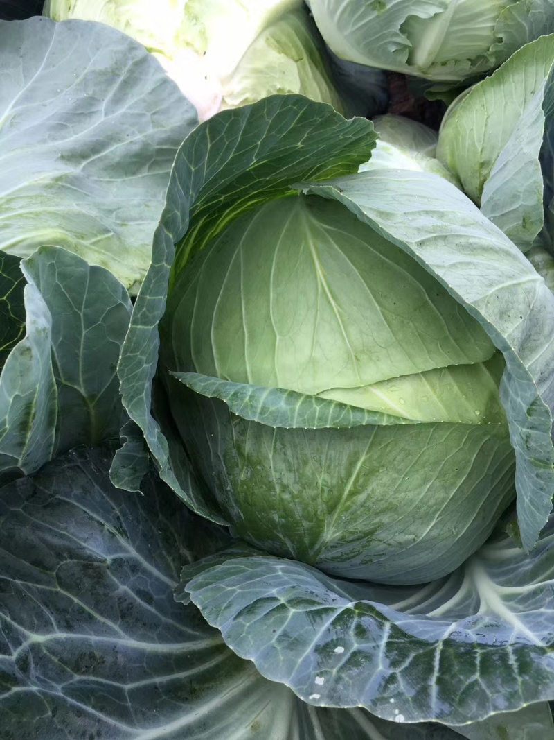 精品扁包菜大量上市，货源充足，质量稳定，价格美丽