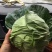 精品扁包菜大量上市，货源充足，质量稳定，价格美丽