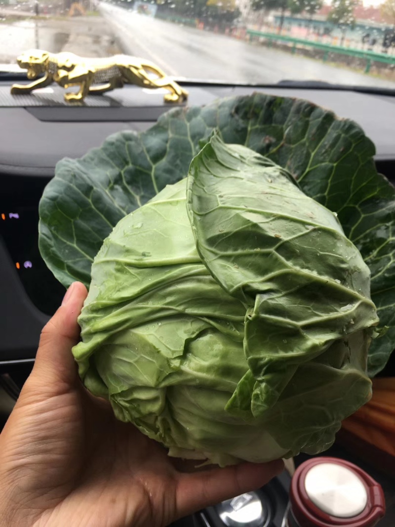 精品扁包菜大量上市，货源充足，质量稳定，价格美丽