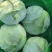 精品扁包菜大量上市，货源充足，质量稳定，价格美丽