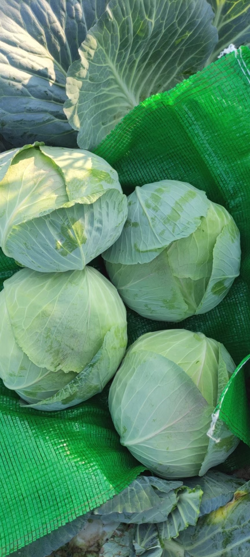 精品扁包菜大量上市，货源充足，质量稳定，价格美丽
