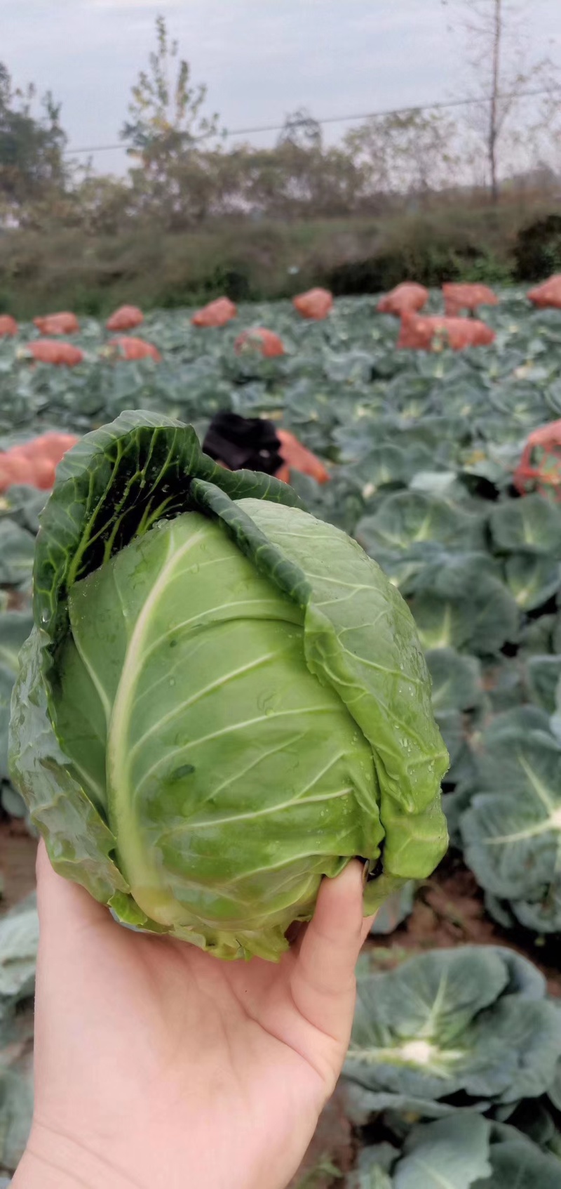 精品扁包菜大量上市，货源充足，质量稳定，价格美丽