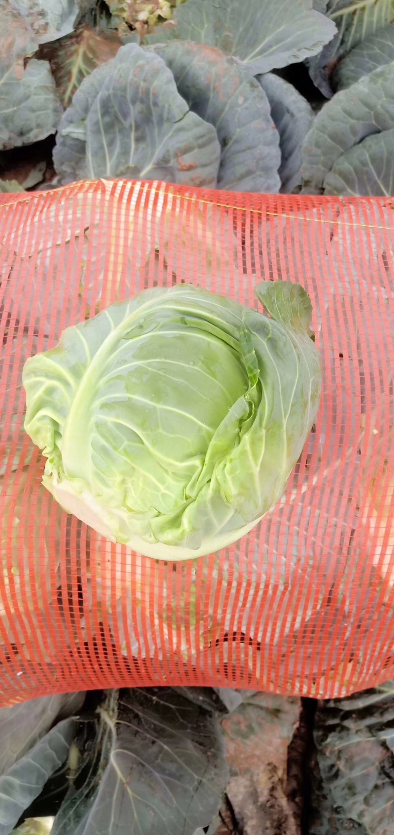 精品扁包菜大量上市，货源充足，质量稳定，价格美丽