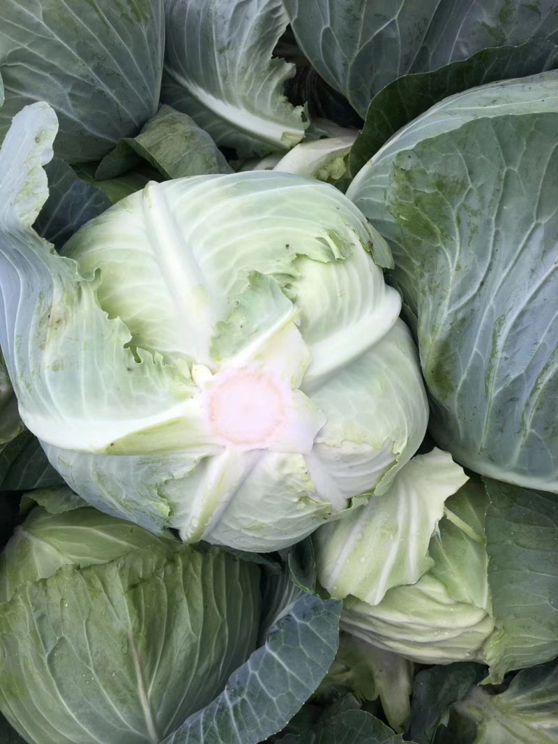 精品扁包菜大量上市，货源充足，质量稳定，价格美丽