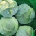 精品扁包菜大量上市，货源充足，质量稳定，价格美丽