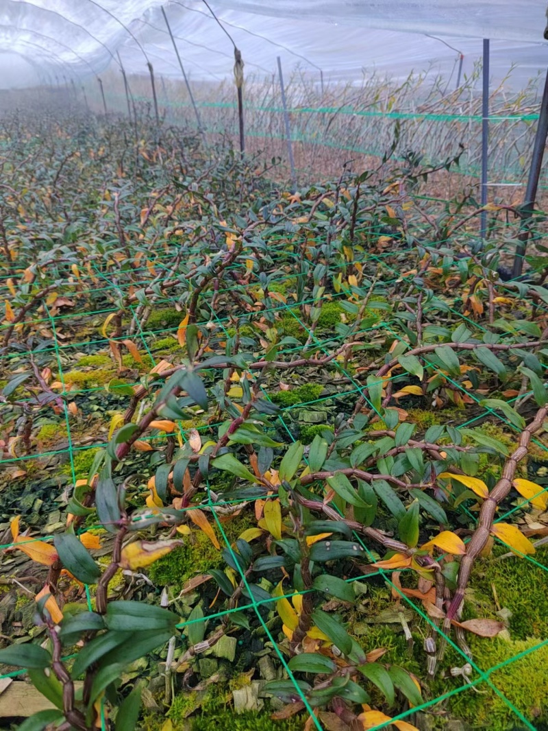 云南铁皮石斛农户自家种植的水果石斛自产自销