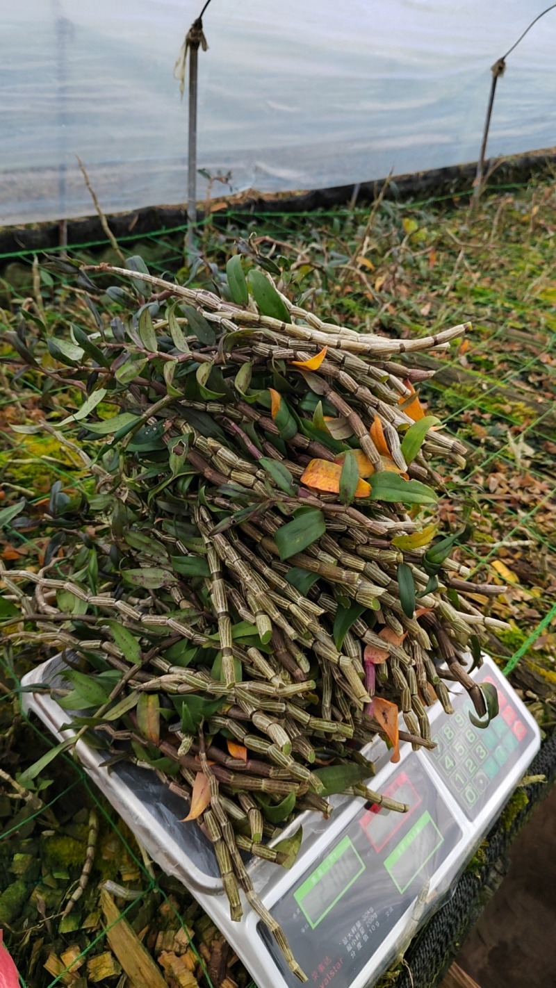 云南铁皮石斛农户自家种植的水果石斛自产自销