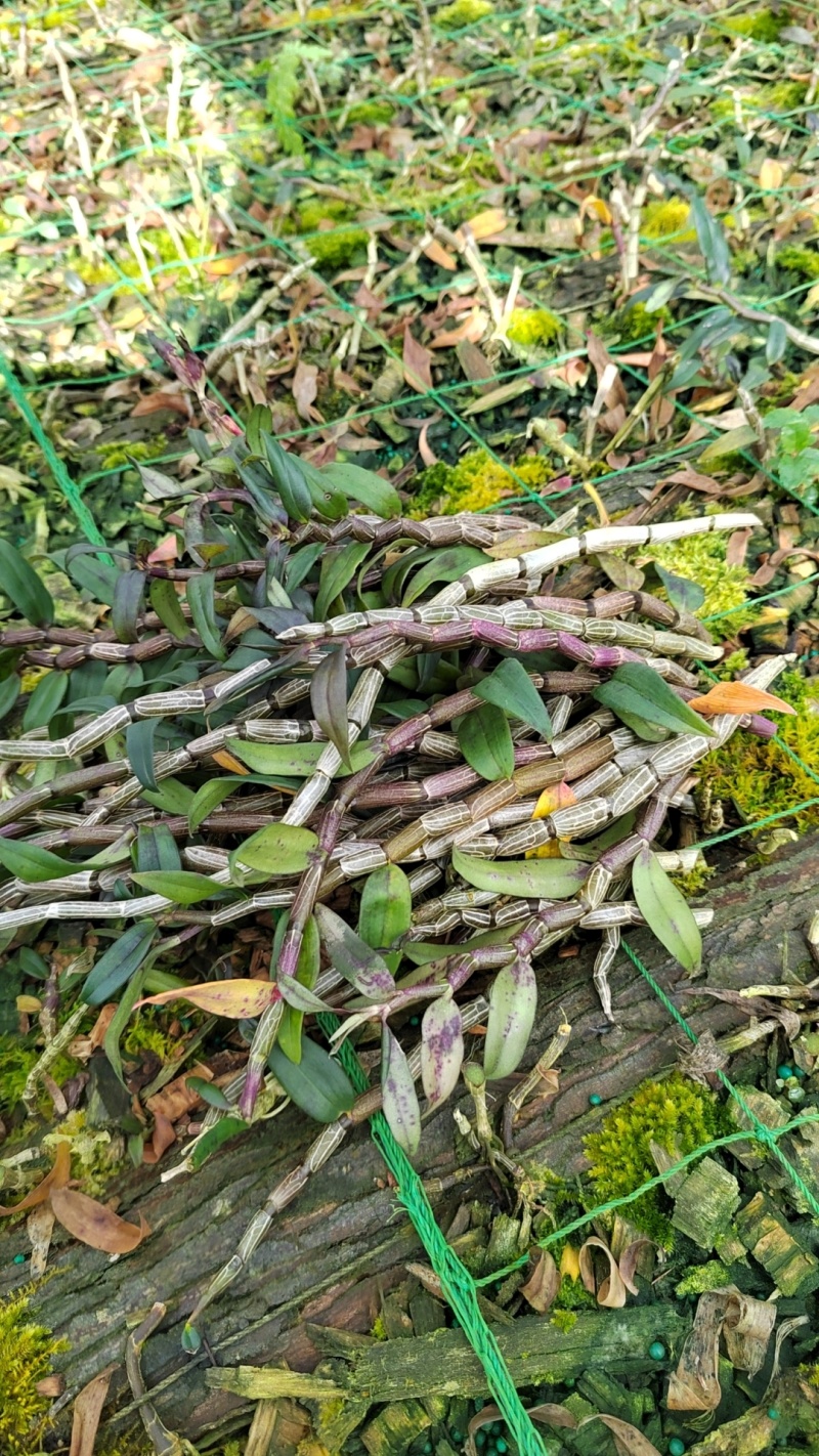云南铁皮石斛农户自家种植的水果石斛自产自销