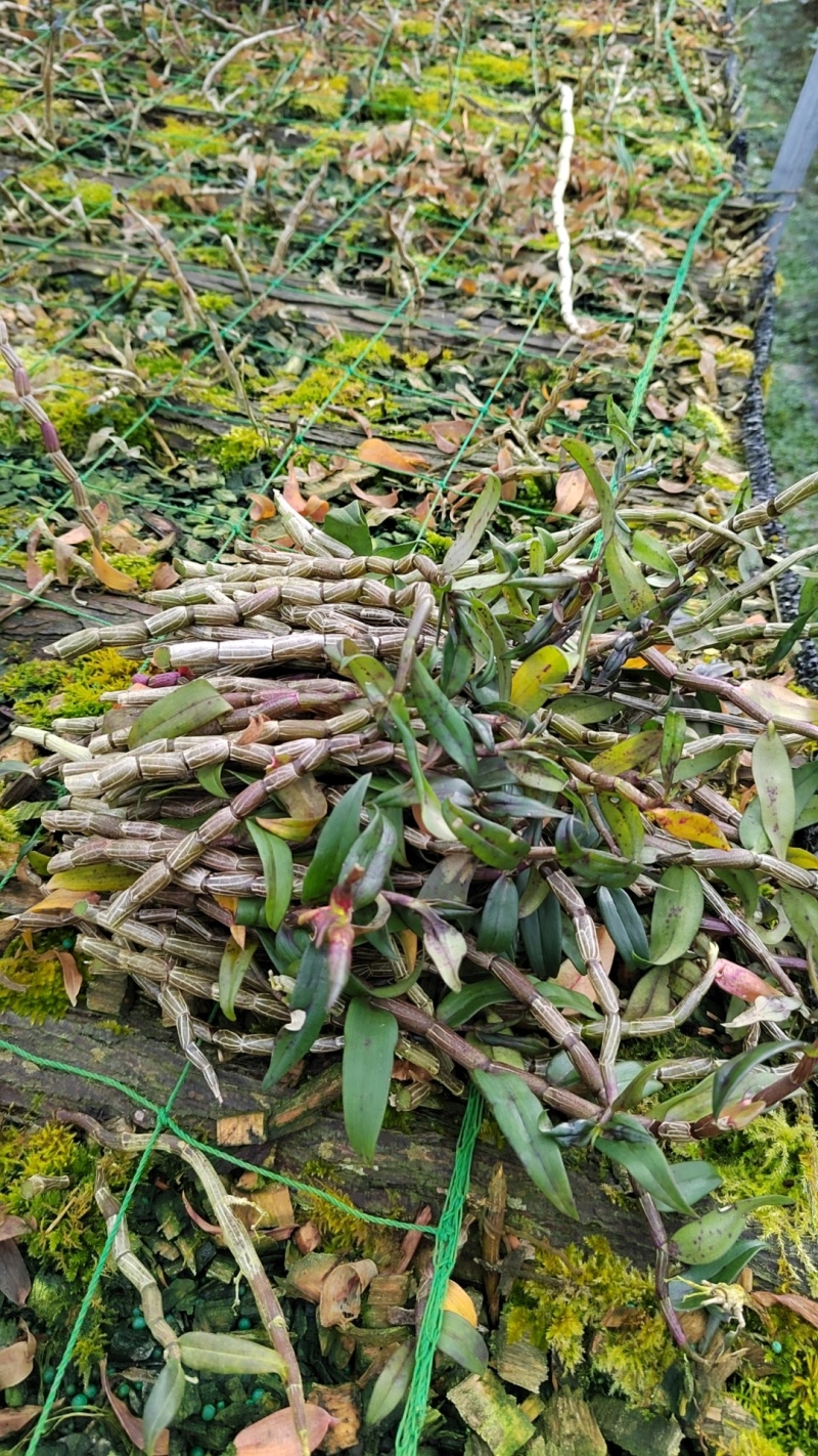 云南铁皮石斛农户自家种植的水果石斛自产自销