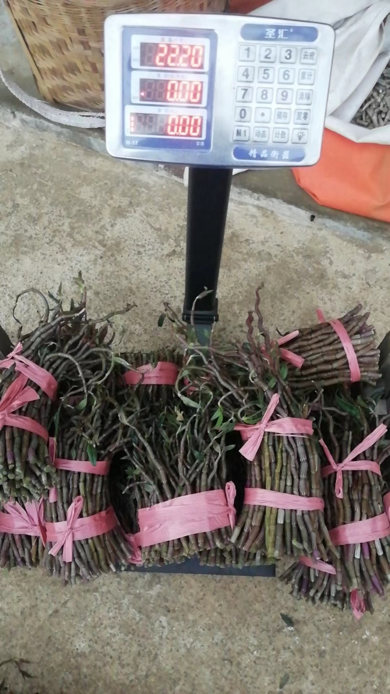 云南铁皮石斛农户自家种植的水果石斛自产自销