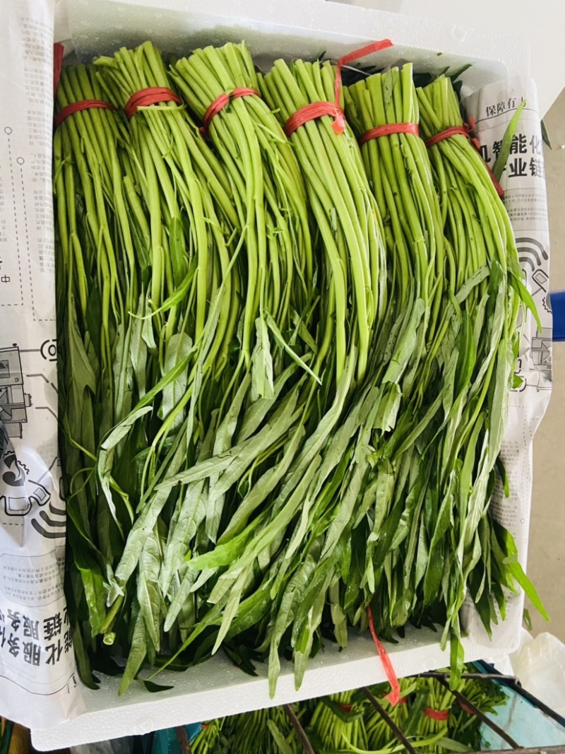 新鲜空心菜，漳州当地产，品质保证，快来选购！
