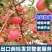红富士苹果基地现货批发片红条纹规格齐全全国发货