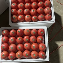 【江苏西红柿】硬粉西红柿大量上市，自然成熟