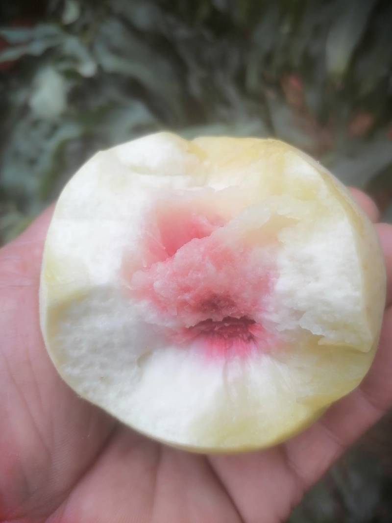 䑙蜜冬桃正在热销中，有要的联系我，
