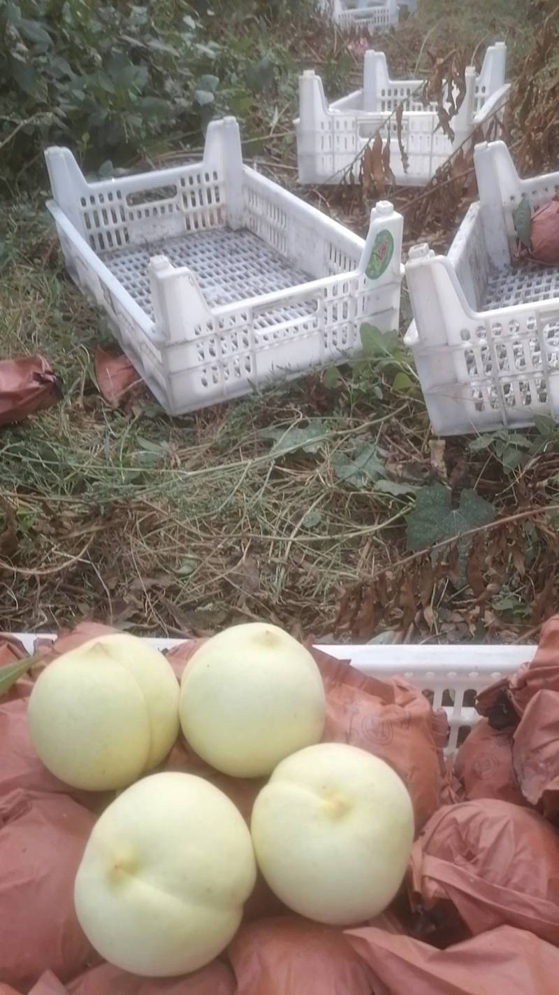 䑙蜜冬桃正在热销中，有要的联系我，