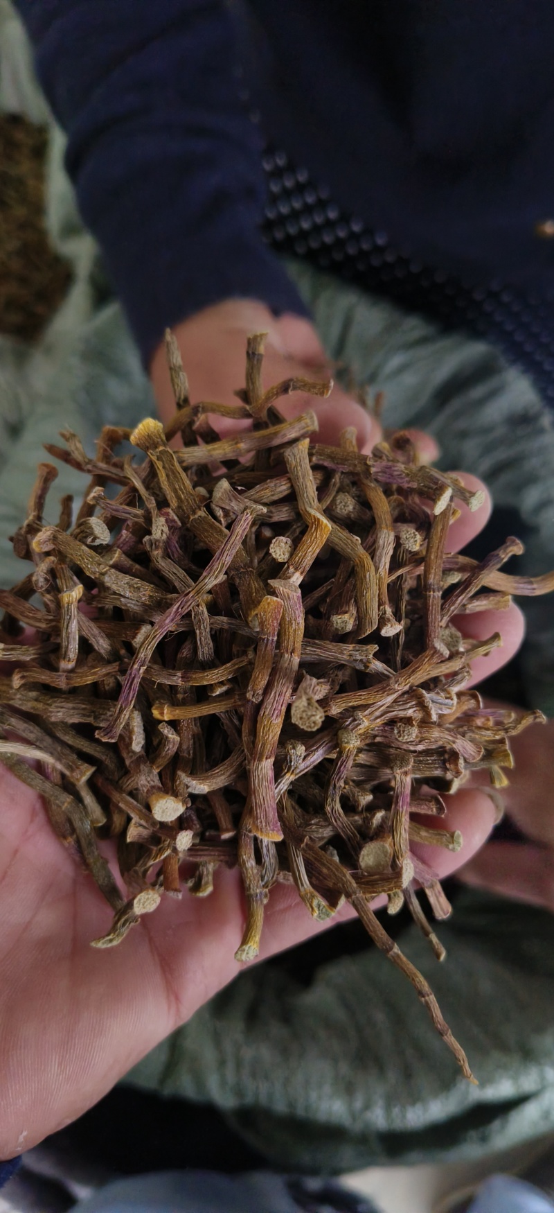 铁皮石斛寸条，条索肉质饱满，足干，颜色纯正，无任何添加