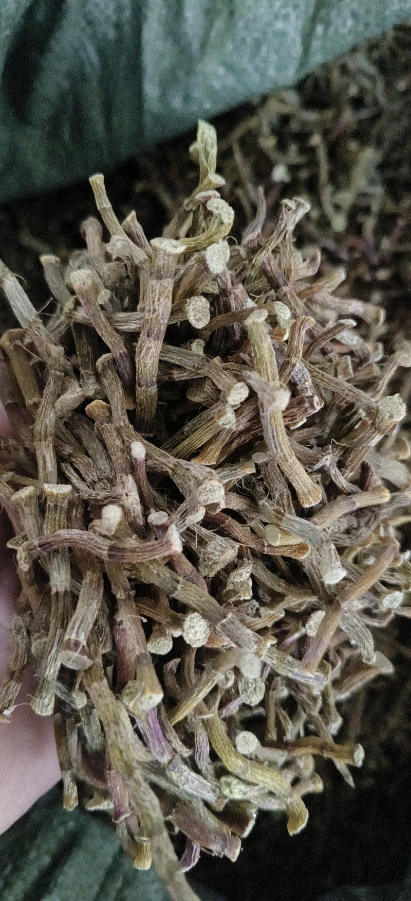 铁皮石斛寸条，条索肉质饱满，足干，颜色纯正，无任何添加