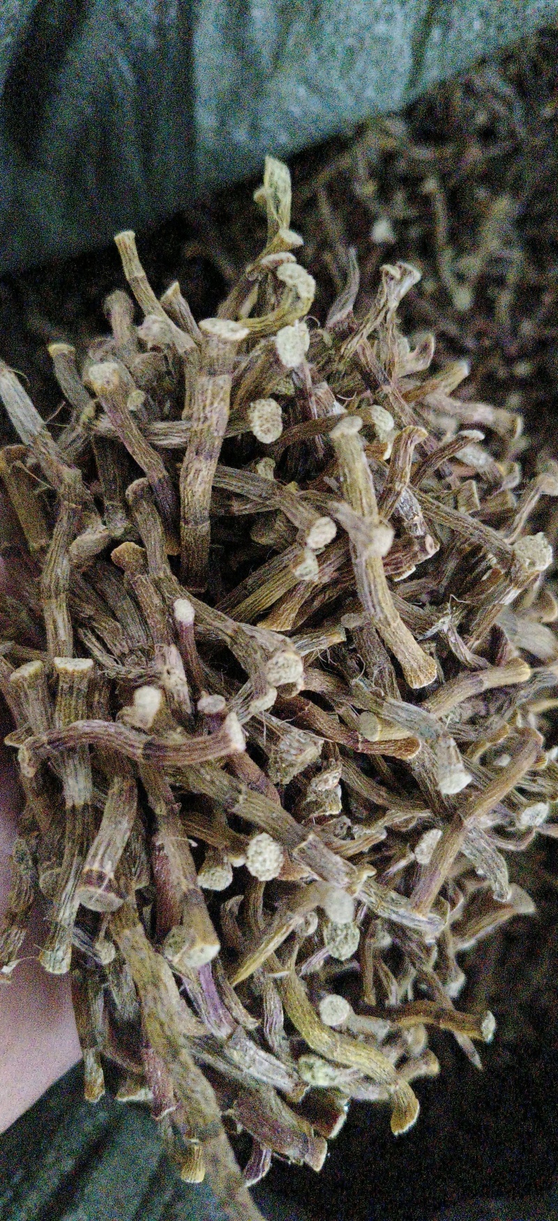 铁皮石斛寸条，条索肉质饱满，足干，颜色纯正，无任何添加