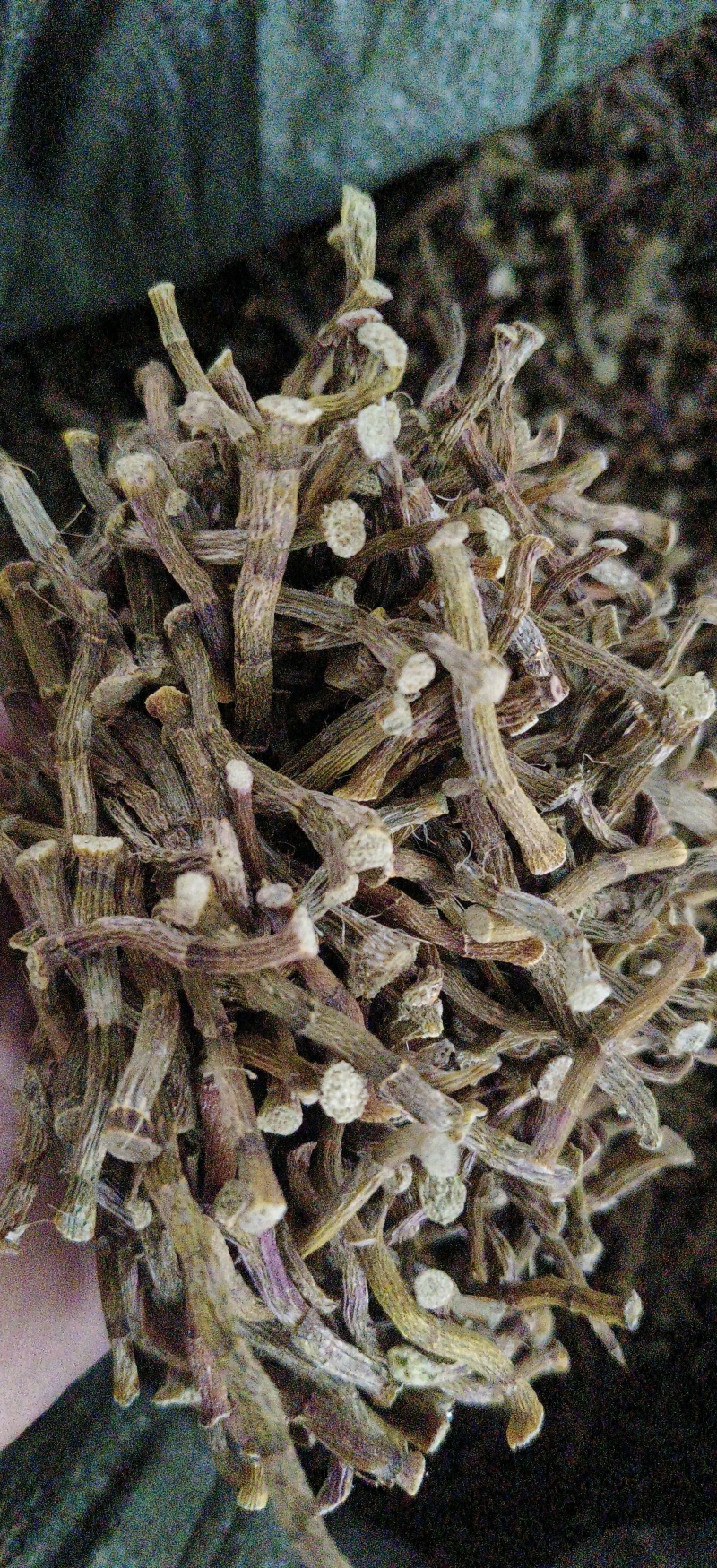 铁皮石斛寸条，条索肉质饱满，足干，颜色纯正，无任何添加