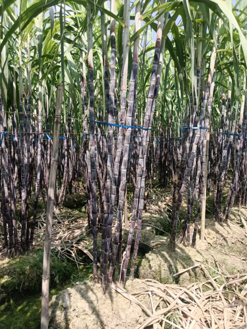 热销，广西黑皮甘蔗，产地直供，一手货源，诚信合作