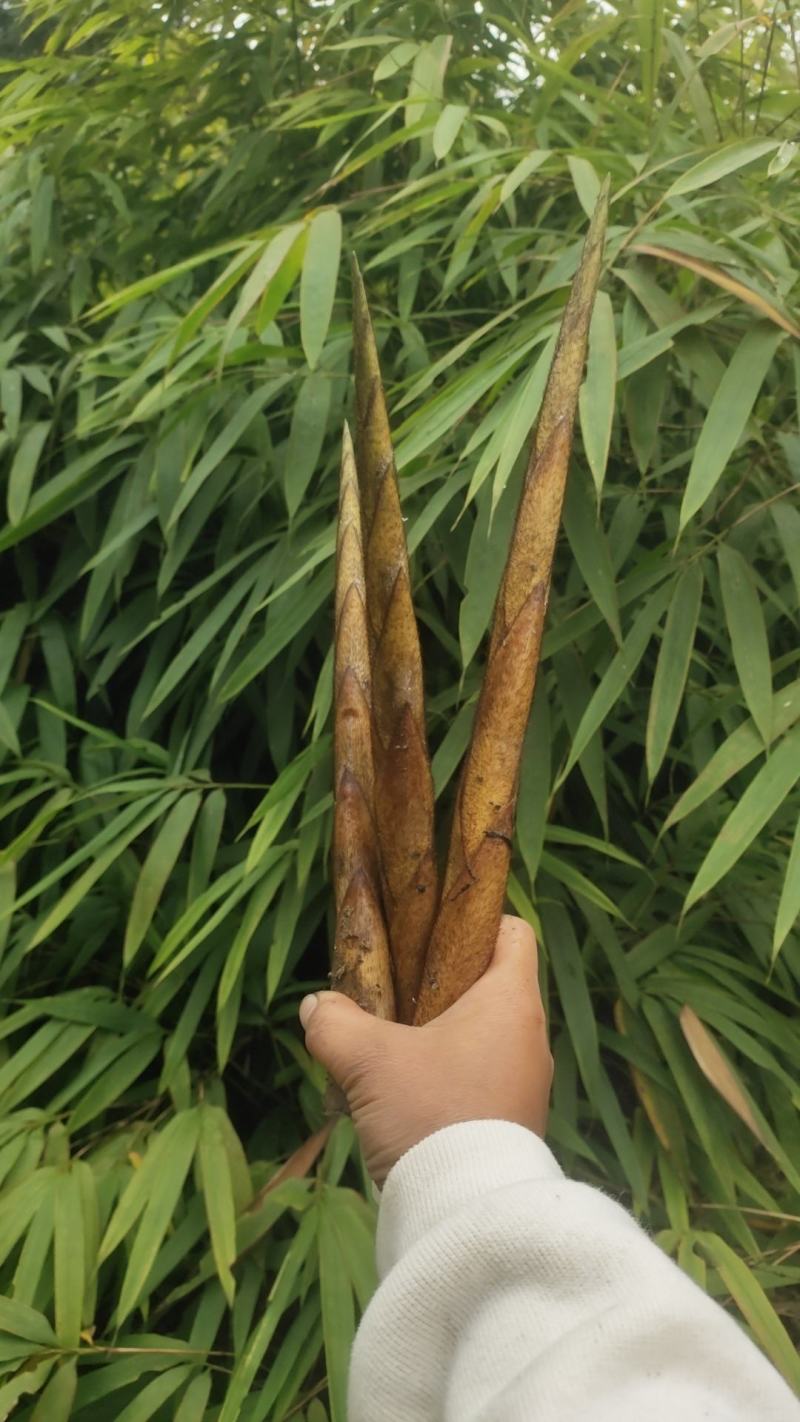 高山刺竹笋清脆可口