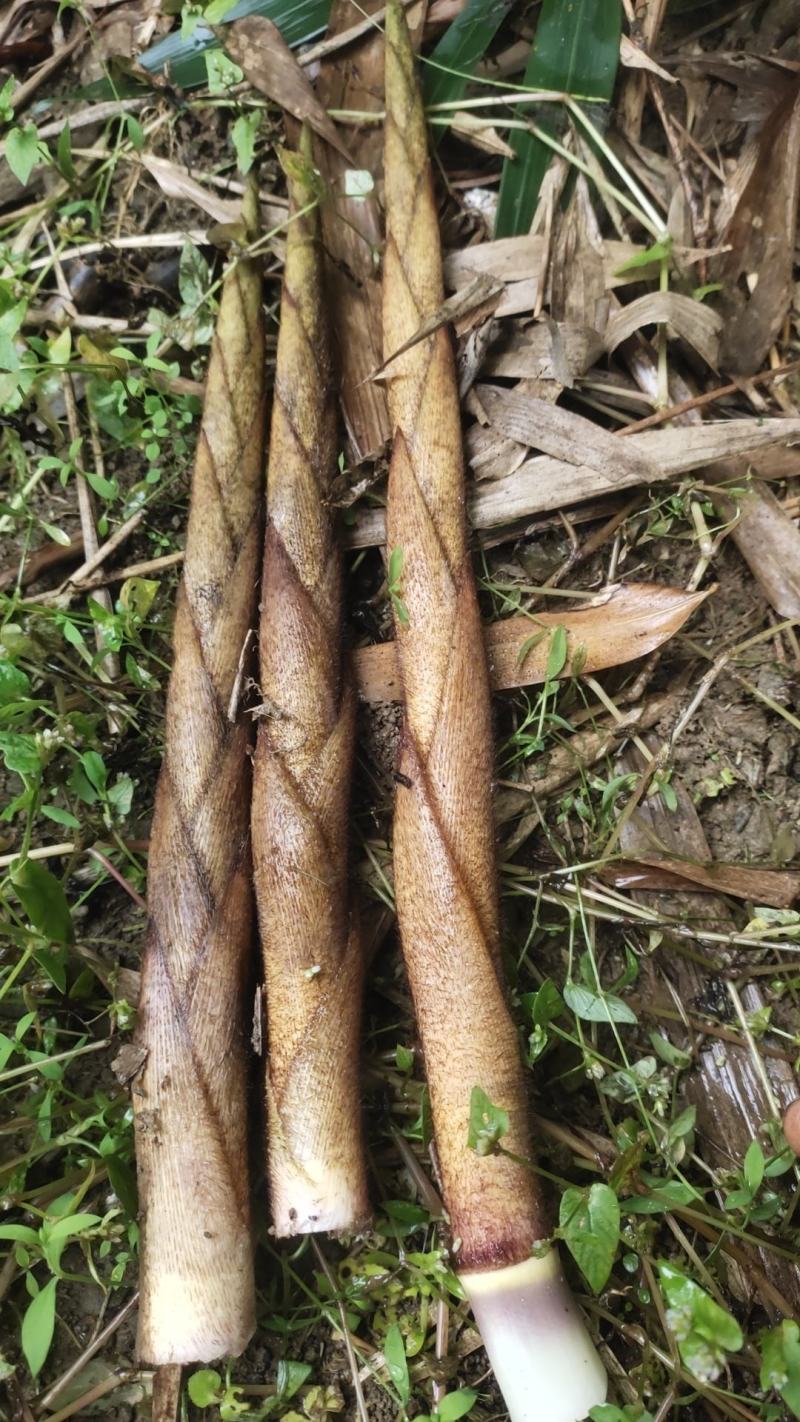高山刺竹笋清脆可口