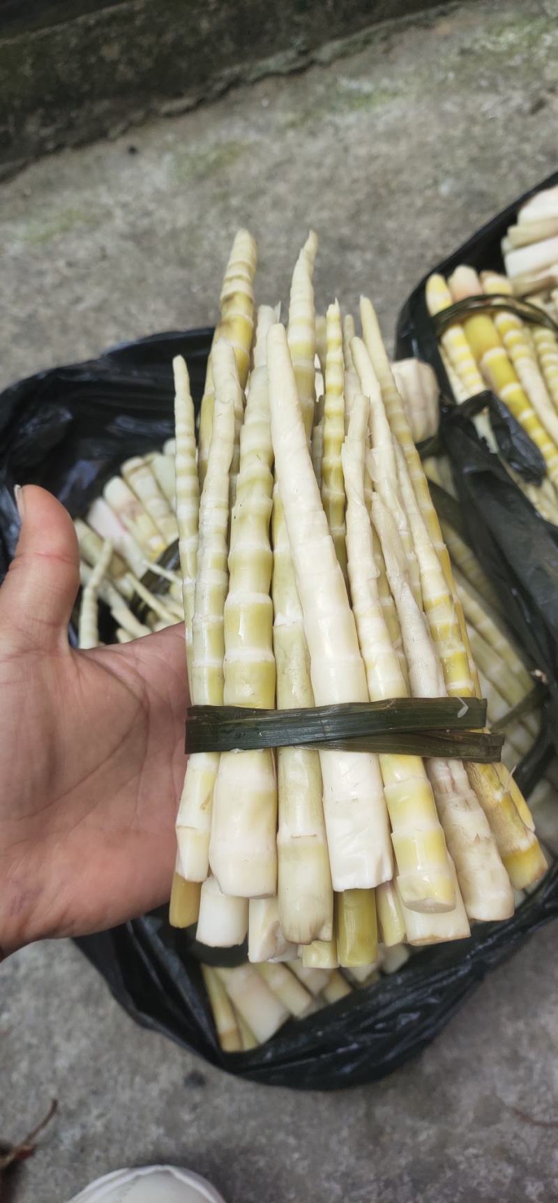 高山刺竹笋清脆可口