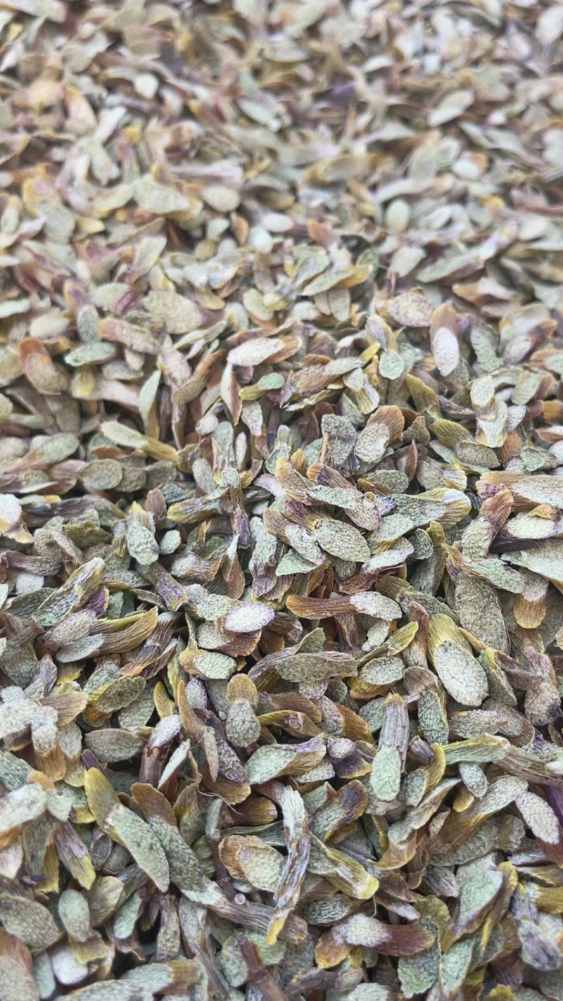 铁皮石斛，切片（大片）（中片）（小片）肉质饱满，片片均匀