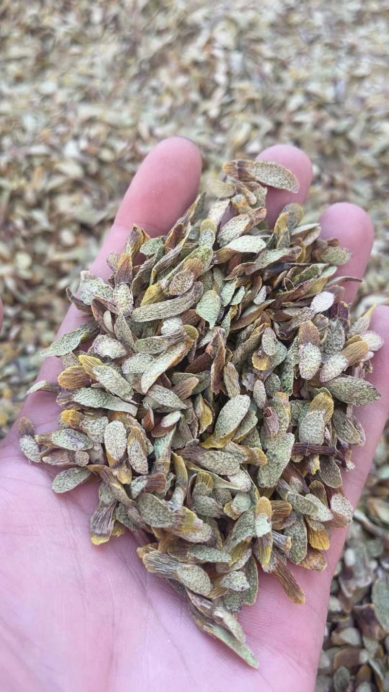 铁皮石斛，切片（大片）（中片）（小片）肉质饱满，片片均匀